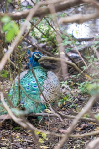 Srilanka Peacock